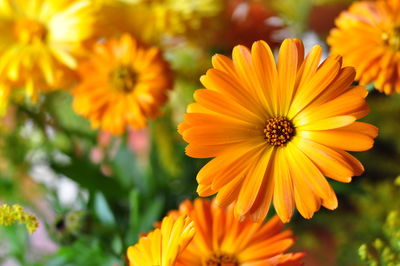 Close-up of yellow flowers blooming outdoors