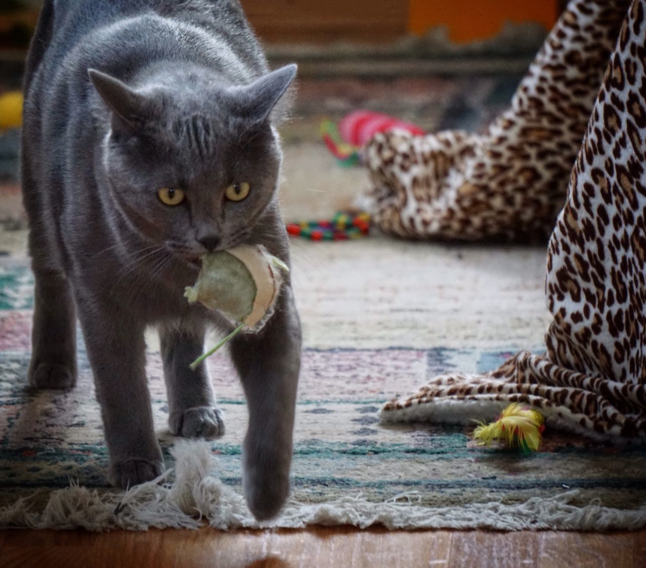 animal themes, one animal, domestic cat, mammal, feline, cat, domestic animals, pets, portrait, whisker, looking at camera, relaxation, indoors, focus on foreground, sitting, two animals, close-up, young animal, animal head