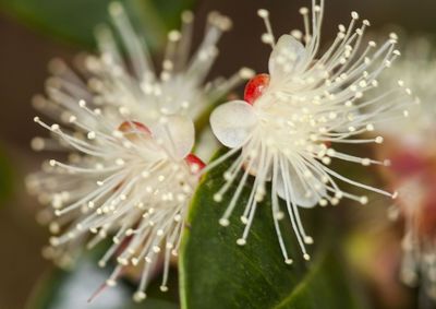 Close-up of white flowering plant