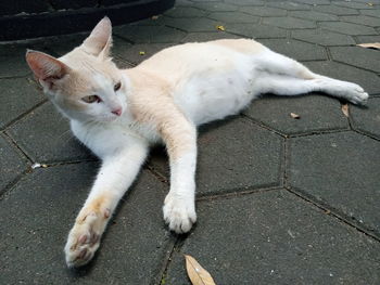 High angle view of cat on footpath