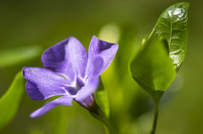 Close-up of purple flowering plant