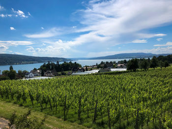 Scenic view of vineyard against sky