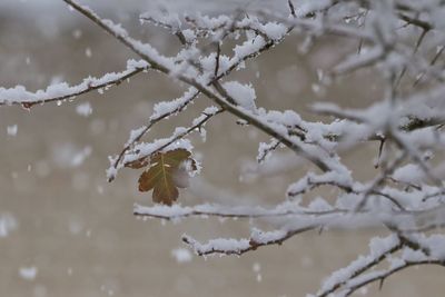 Close-up of snow and leaf on tree