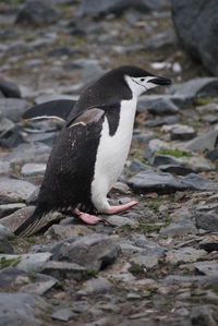 Side view of a penguin on rock