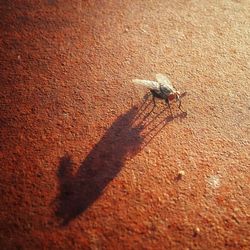 High angle view of fly on wall