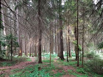 Trees in forest