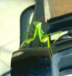 Close-up of insect on leaf