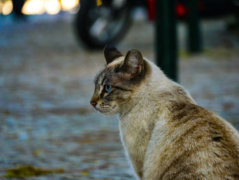 Close-up of a cat looking away