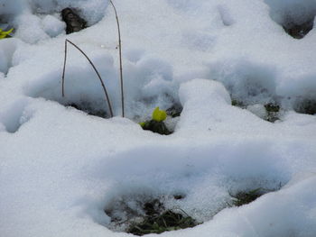 Close-up of snow