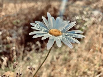 Close-up of wilted plant on field