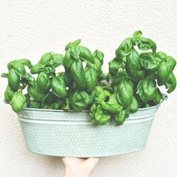 Close-up of vegetables