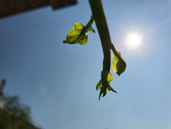 Baby plant