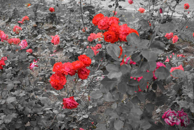 Close-up of red flowers