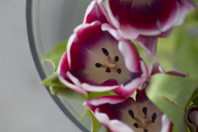 Close-up of flower