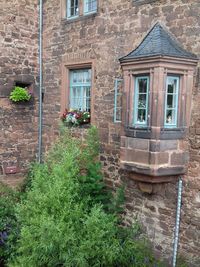 Potted plant on wall of building