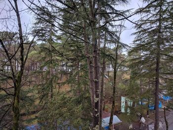 Trees in forest against sky