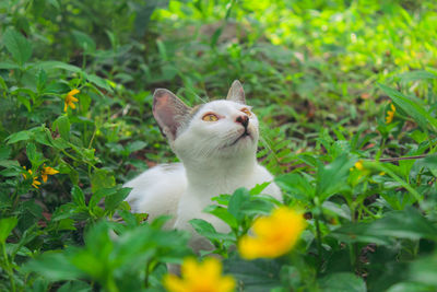 View of a cat on field