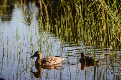 Mallard ducks swimming in lake amidst plants