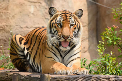 Portrait of tiger sticking out tongue in zoo