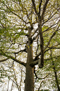 Low angle view of tree in forest