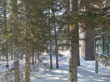 Trees in forest during winter