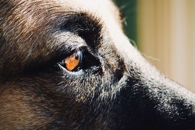 Close-up of dog