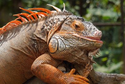 Close-up of iguana