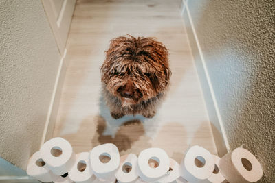 High angle view of dog on floor at home