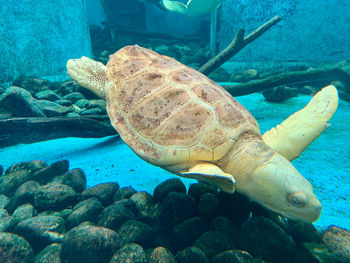 Albino turtle swimming 