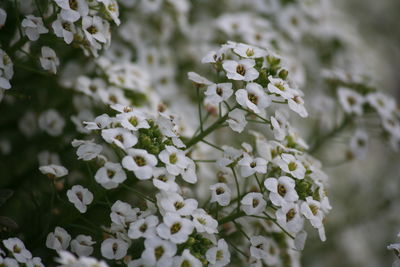 Close-up of white flowers