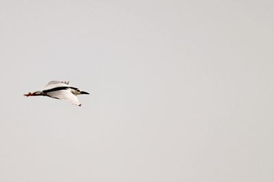 Low angle view of birds flying