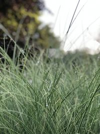 Close-up of grass growing in field