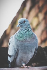 Close-up of parrot perching outdoors