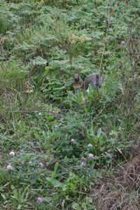 High angle view of rabbit on field