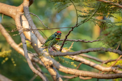 Bird perching on a tree