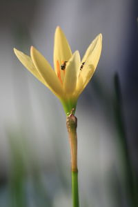 Close-up of yellow flower