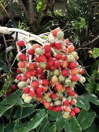 Close-up of berries growing on tree