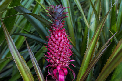 Close-up of pineapple growing on plant