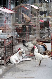 Birds in cage