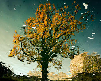 Close-up of leaves floating on lake against sky