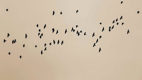 Low angle view of birds flying in the sky