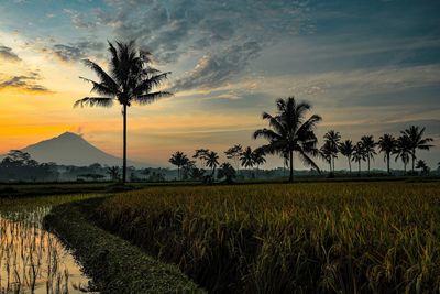 Scenic view of agricultural field against sky during sunset