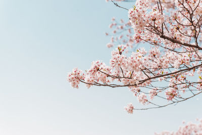 Low angle view of cherry blossom tree against clear sky