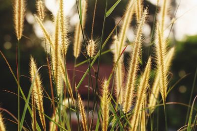 Close-up of wheat growing in field