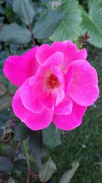 Close-up of pink flower blooming outdoors