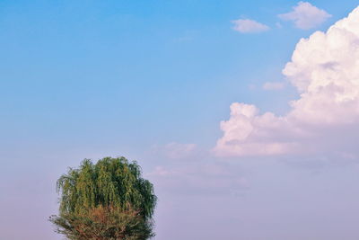 Low angle view of tree against sky