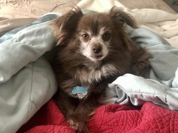 Portrait of dog relaxing on bed at home