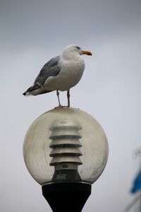 Low angle view of seagull perching on street light