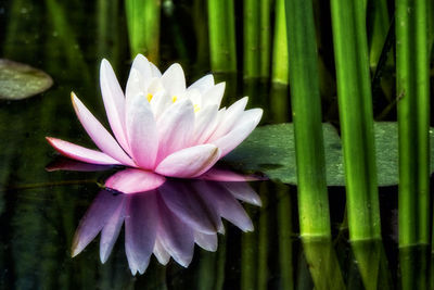 Water lily in a pond with bamboo in the background

