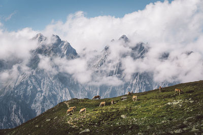 Panoramic view of horse on mountain against sky